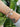 Bracelet Auriga