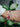 Bracelet Candy Delight